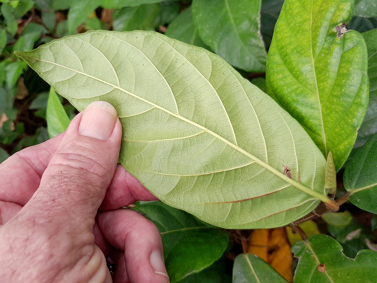 Cluster fig: Ficus congesta growing in remnant swamp forest in Cairns , November 2023