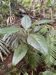 Cluster fig (Ficus congesta)