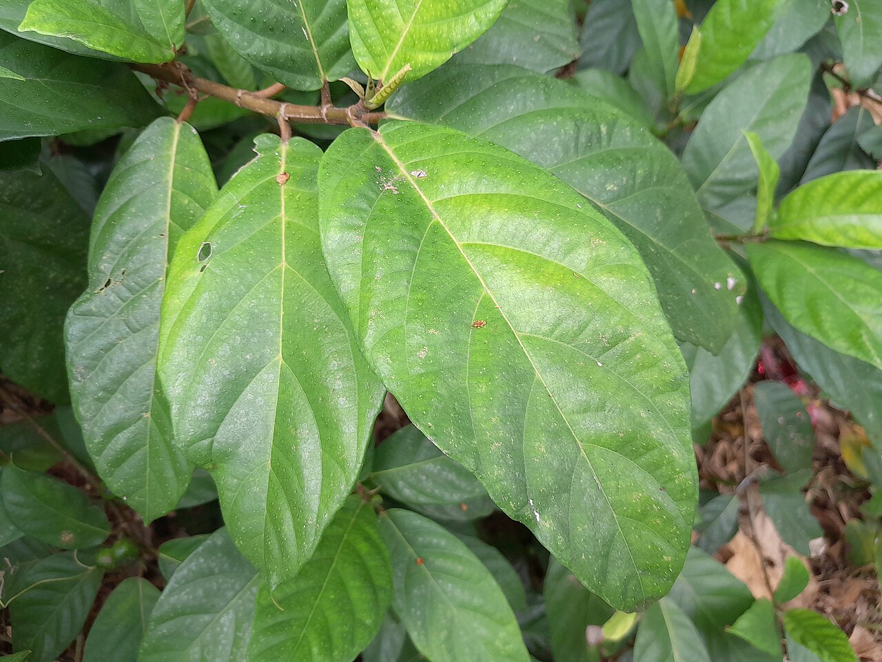 Cluster fig: Ficus congesta growing in remnant swamp forest in Cairns , November 2023