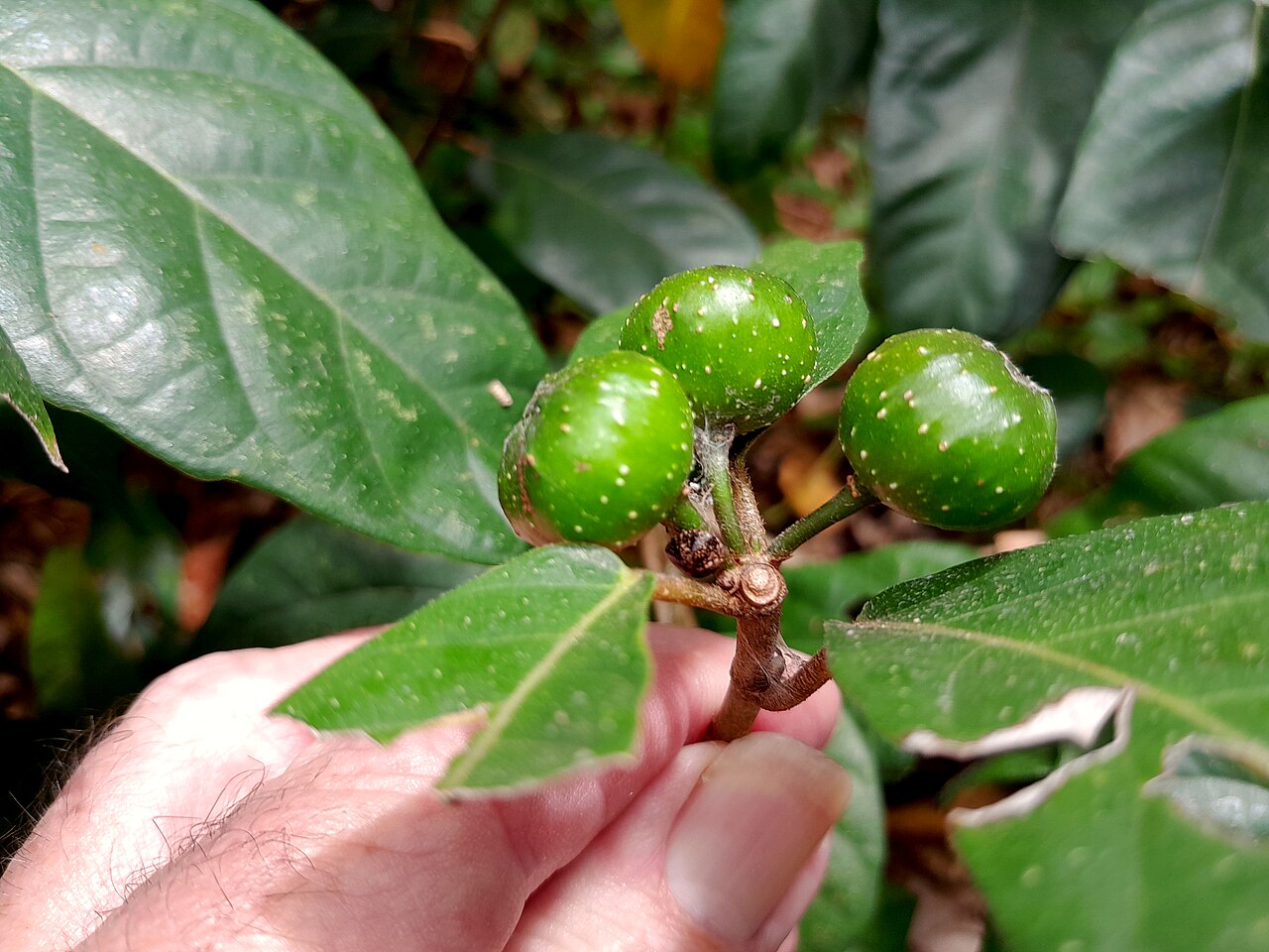 Cluster fig: Ficus congesta growing in remnant swamp forest in Cairns , November 2023