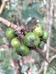 Cluster fig (Ficus congesta)
