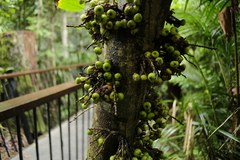 Cluster fig (Ficus congesta)