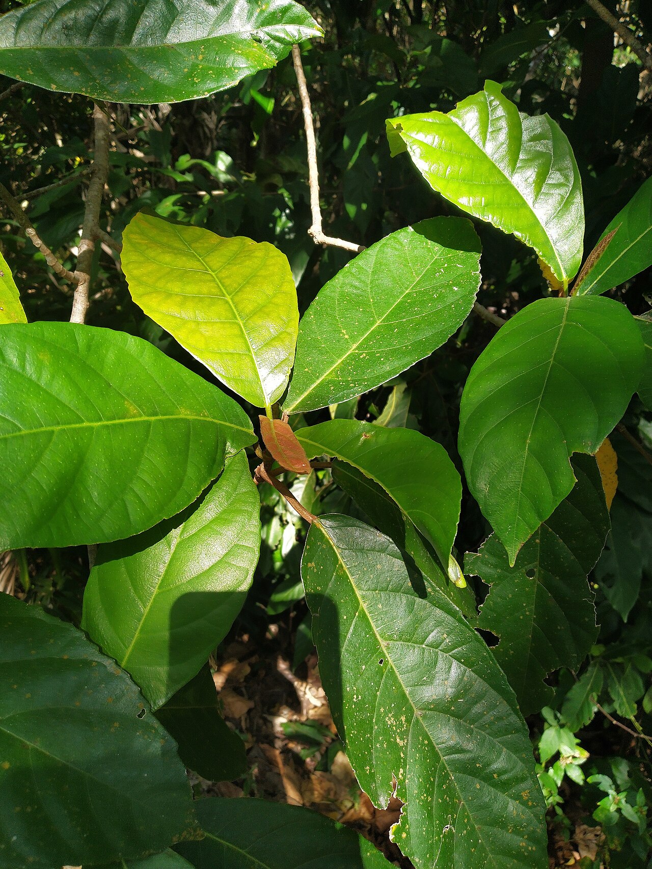 Cluster fig: Ficus congesta in a seasonal swamp forest in Cairns, Queensland