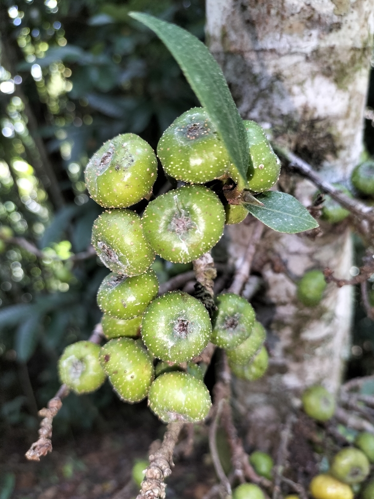 Cluster fig (Ficus congesta)