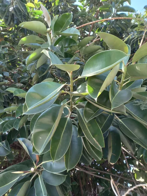 Rubber plant (Ficus elastica)