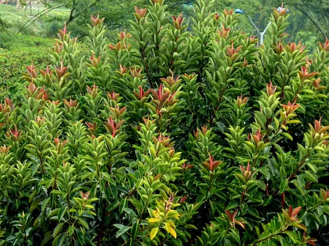 Rubber plant: Ficus elastica