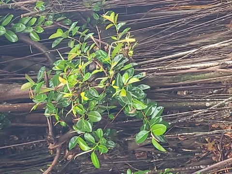 Rubber plant (Ficus elastica)