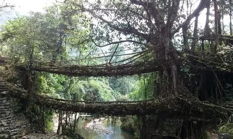 Rubber plant (Ficus elastica)