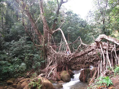 Rubber plant (Ficus elastica)