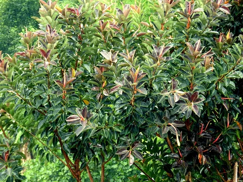 Rubber plant: Ficus elastica