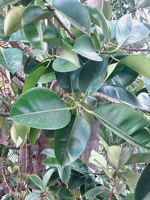 Rubber plant (Ficus elastica)