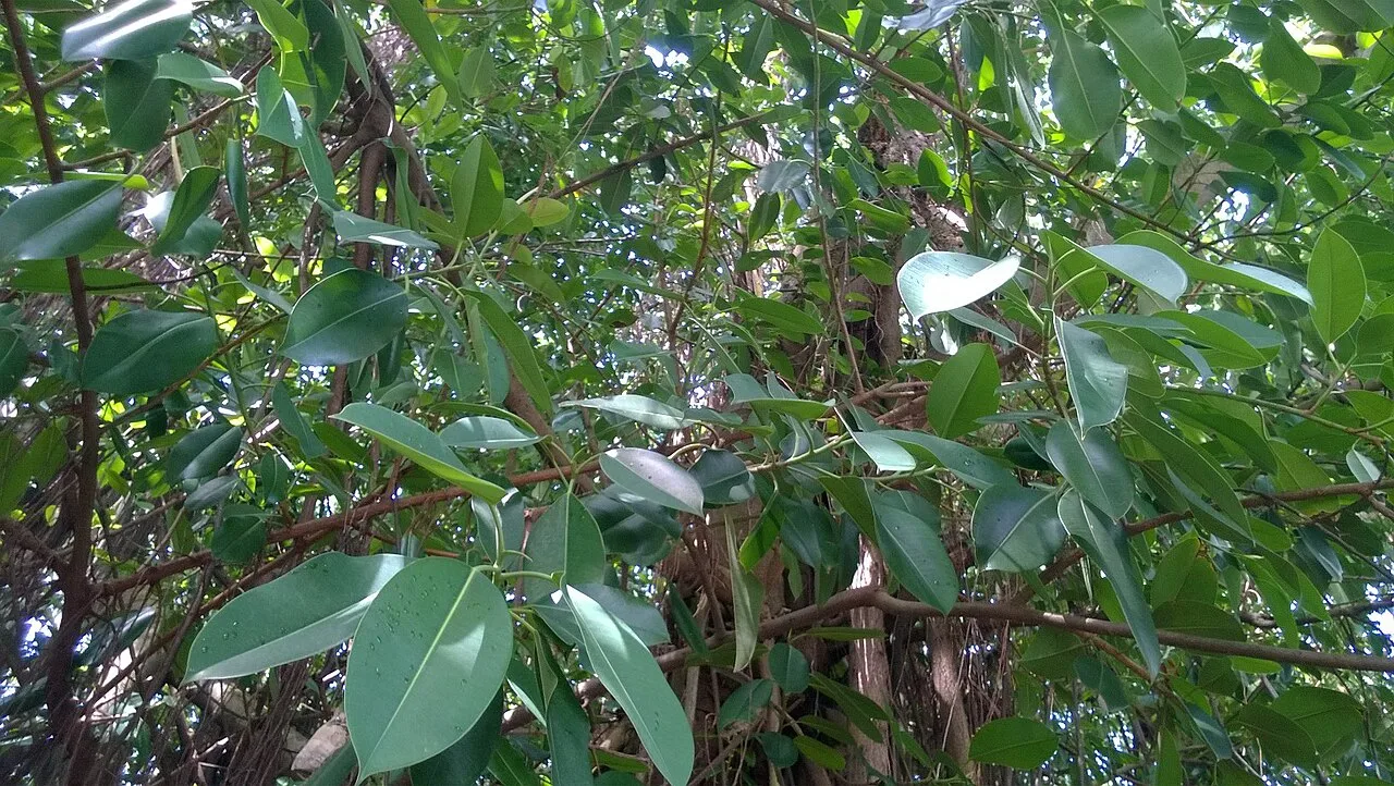 Rubber plant: Đa búp đỏ trên đảo Hòn Dáu