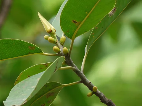 Rubber plant: Moraceae (mulberry family) » Ficus elastica FY-kus or FIK-us -- from the Latin for fig ee-LASS-tih-kuh -- meaning, stretchable, rubbery, referring to latex sap
