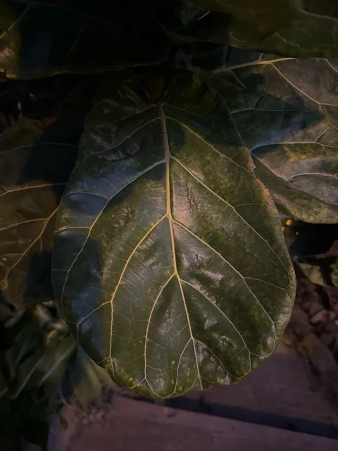 Fiddle-leaf fig (Ficus lyrata)