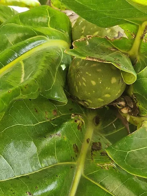Fiddle-leaf fig (Ficus lyrata)