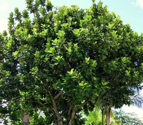 Fiddle-leaf fig: Ficus lyrata