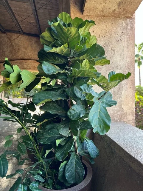Fiddle-leaf fig (Ficus lyrata)