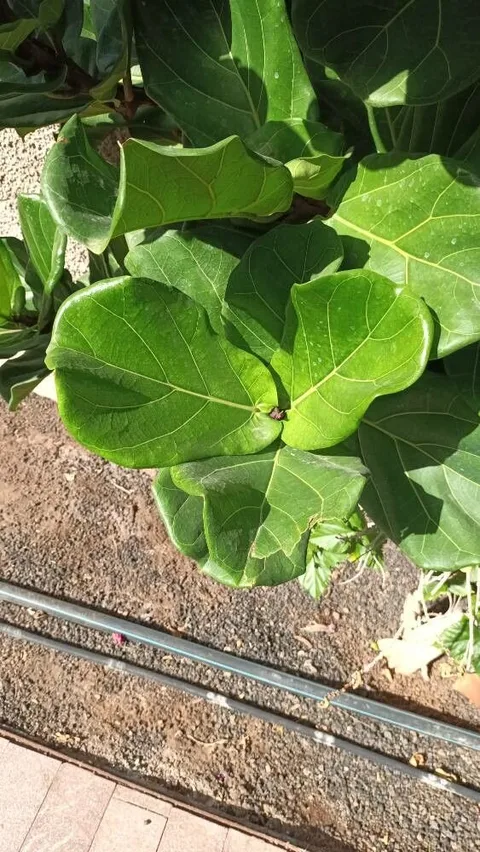 Fiddle-leaf fig (Ficus lyrata)