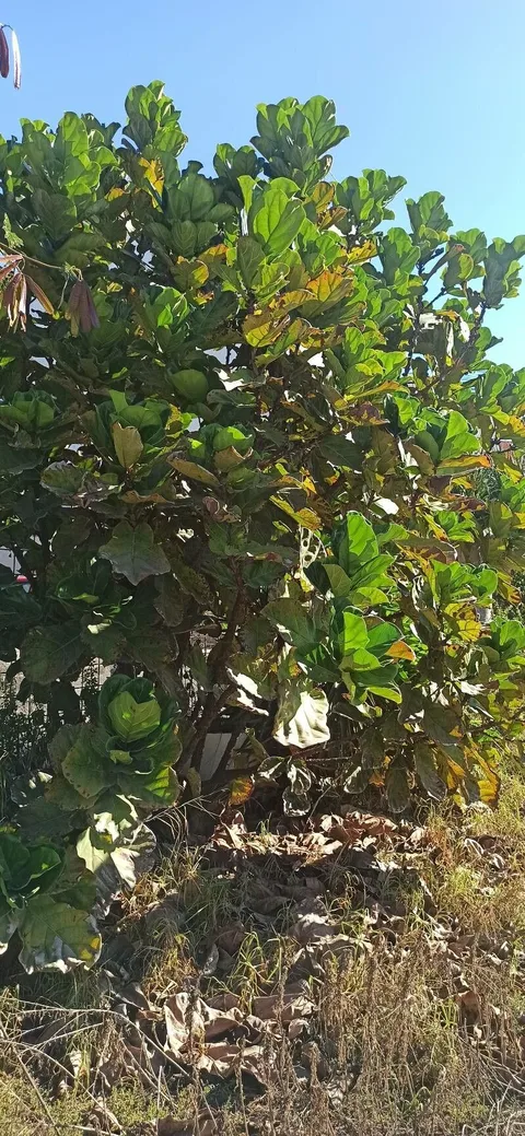 Fiddle-leaf fig (Ficus lyrata)