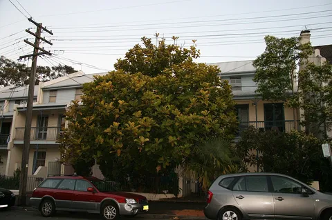 Fiddle-leaf fig: Ficus lyrata cultivated in front garden chippendale