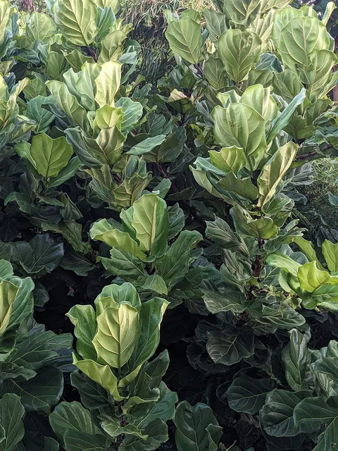 Fiddle-leaf fig: Fiddle-leaf Fig ( Ficus lyrata ) in Indonesia