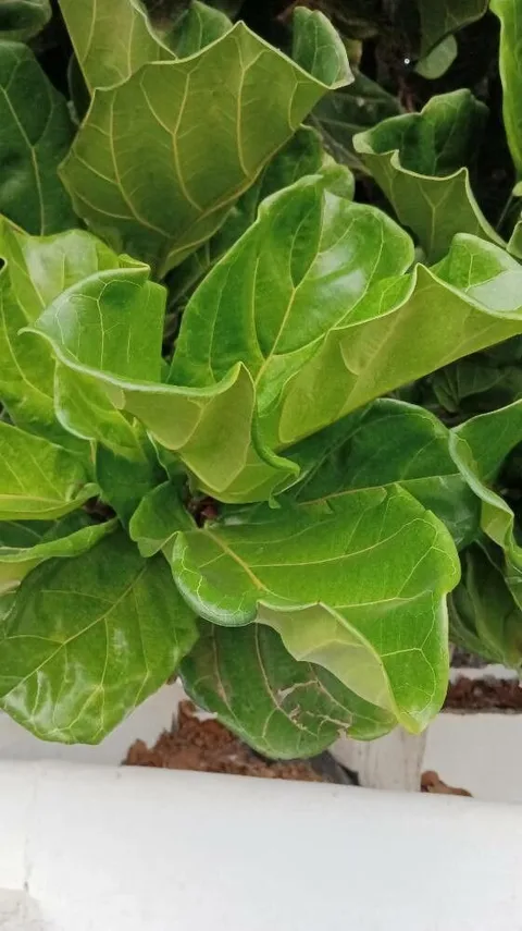 Fiddle-leaf fig (Ficus lyrata)