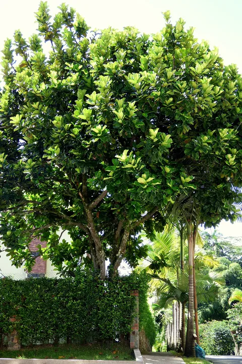 Fiddle-leaf fig: Ficus lyrata