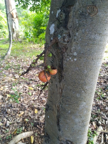 Cluster fig (Ficus racemosa)