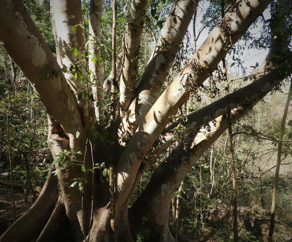 Cluster fig (Ficus racemosa)