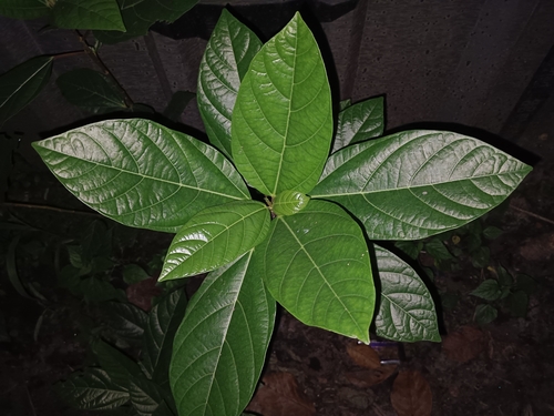 Cluster fig (Ficus racemosa)
