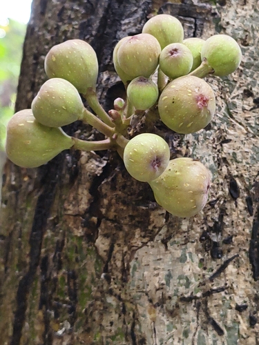 Cluster fig (Ficus racemosa)