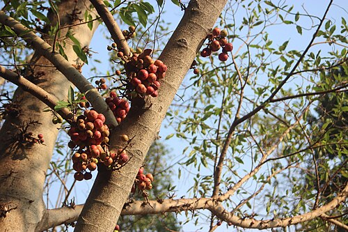 Cluster fig: Buah Loa (Ficus racemosa) merupakan tumbuhan khas pinggiran sungai yang menjadi sumber pakan beberapa satwa liar, seperti burung, monyet ekor panjang dan bajing
