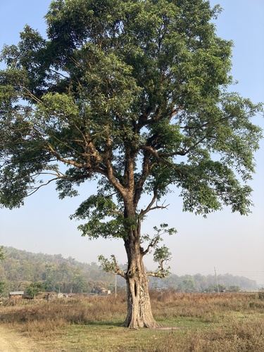 Cluster fig (Ficus racemosa)