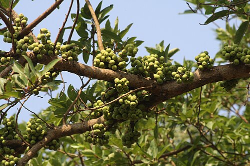 Cluster fig: Cluster Fig Ficus glomerata. Photo clicked at Kalyan, district Thane, Maharashtra, India by Dr. Raju Kasambe