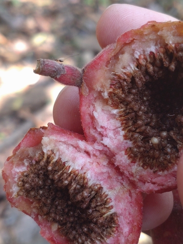 Cluster fig (Ficus racemosa)