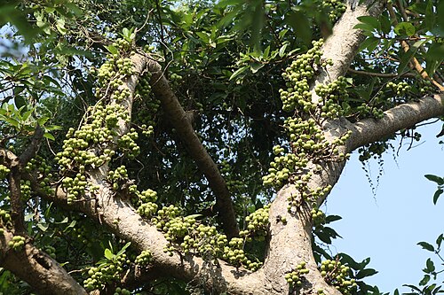 Cluster fig: Cluster Fig Ficus glomerata. Photo clicked at Kalyan, district Thane, Maharashtra, India by Dr. Raju Kasambe