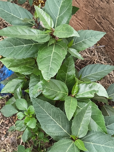 Cluster fig (Ficus racemosa)