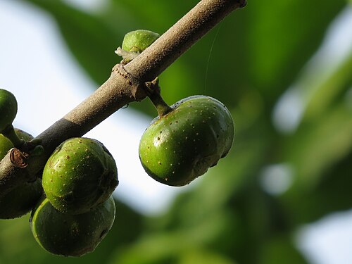 Cluster fig: Ficus racemosa, Huế , Việt Nam