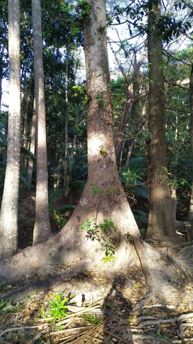 Cluster fig (Ficus racemosa)