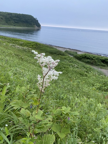 Filipendula camtschatica (Filipendula camtschatica)