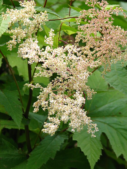 Filipendula camtschatica: Filipendula camtschatica. From the collection of the Main Botanical Garden of Academy of Sciences in Moscow (perennials plot).