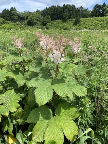 Filipendula camtschatica (Filipendula camtschatica)
