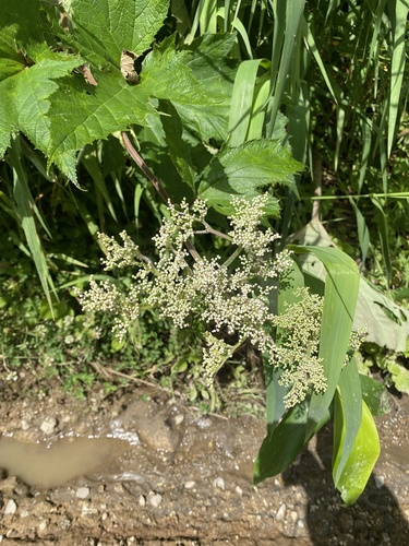 Filipendula camtschatica (Filipendula camtschatica)