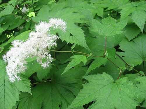 Filipendula camtschatica: Kamtschatka-Mädesüß