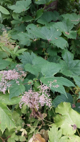 Filipendula camtschatica (Filipendula camtschatica)