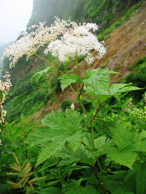 Filipendula camtschatica: Filipendula camtschatica , Mt. Bandai, Fukushima pref., Japan