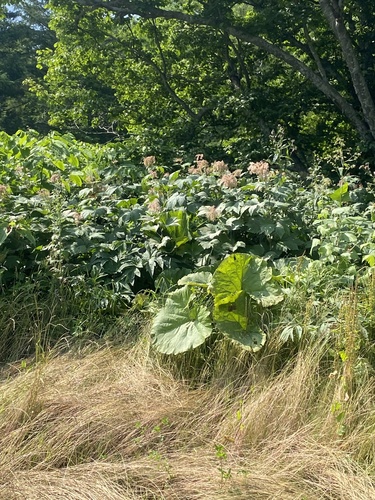 Filipendula camtschatica (Filipendula camtschatica)