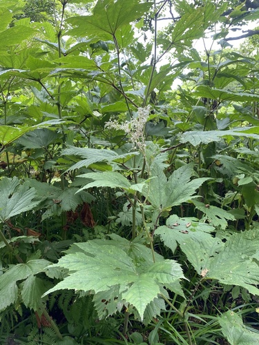 Filipendula camtschatica (Filipendula camtschatica)