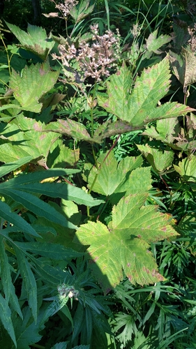 Filipendula camtschatica (Filipendula camtschatica)