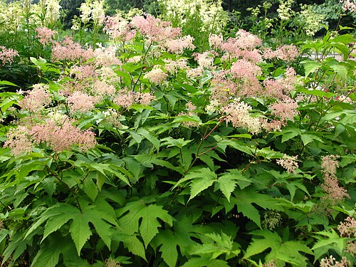 Filipendula camtschatica: Filipendula camtschatica. From the collection of the Main Botanical Garden of Academy of Sciences in Moscow (perennials plot).